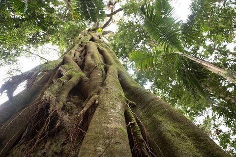 Byron Bay Hinterland Tour Including Rainforest Walk To Minyon Falls - Accommodation Perth 2