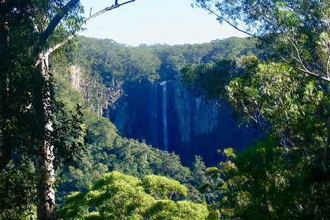 Byron Bay Hinterland Tour Including Rainforest Walk To Minyon Falls - Accommodation Perth 4