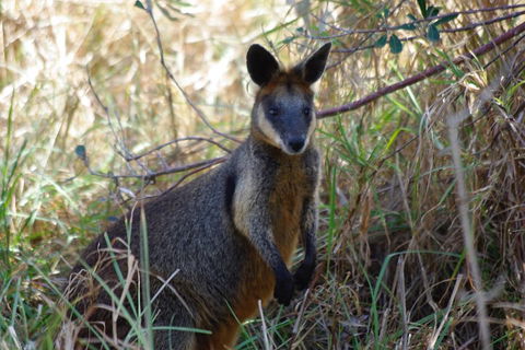 Byron Bay Combo: Hinterland Tour Including Minyon Falls And Kayaking With Dolphins - Accommodation Perth 2