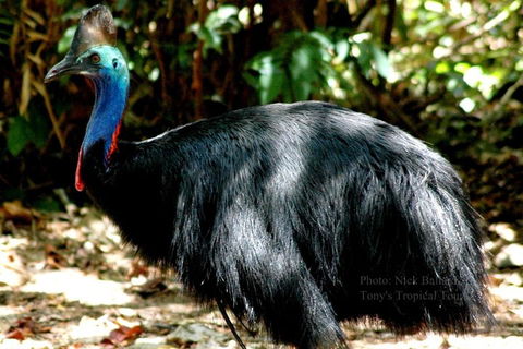 Daintree Rainforest, Cape Tribulation, Mossman Gorge Small-Group Day Tour - Accommodation Perth 3