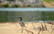1770 Coastline Tour By LARC Amphibious Vehicle Including Picnic Lunch - thumb 3