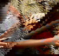Ngana Julaymba Dungay - Half Day - Accommodation Perth