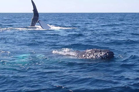 Noosa Whale Watching - Accommodation Perth 0