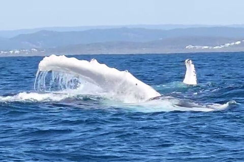 Noosa Whale Watching - Accommodation Perth 5