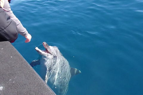Noosa Wild Dolphin Safari - Accommodation Perth 0