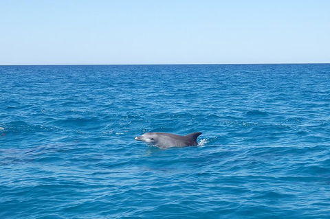 Noosa Wild Dolphin Safari - Accommodation Perth 1