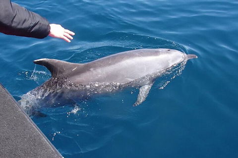 Noosa Wild Dolphin Safari - Accommodation Perth 2