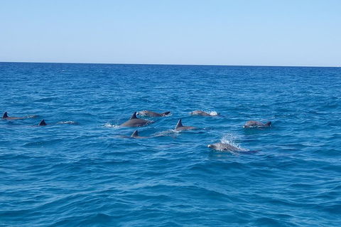 Noosa Wild Dolphin Safari - Accommodation Perth 3