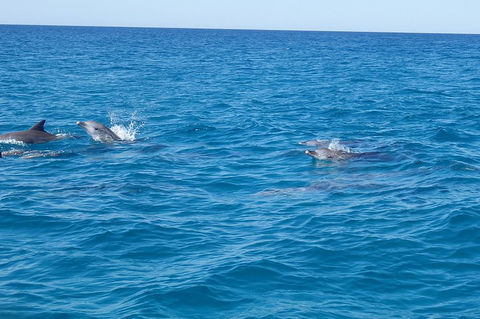 Noosa Wild Dolphin Safari - Accommodation Perth 4