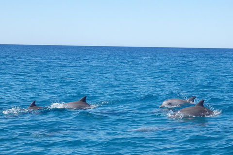 Noosa Wild Dolphin Safari - Accommodation Perth 5