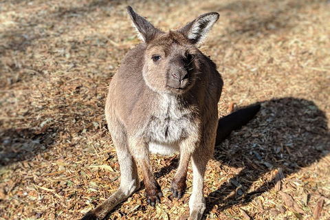 Blue Mountains Private Tour - Wild Kangaroos, Waterfalls And The Three Sisters - Accommodation Perth 2
