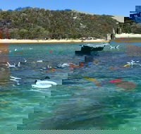 All Inclusive Dolphin and Tangalooma Wrecks Cruise - Accommodation Perth