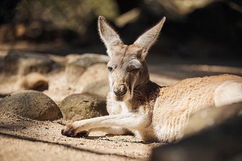 Sydney Taronga Zoo's Australian Animals Tour - Perth Resorts 2