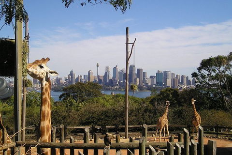 Sydney Taronga Zoo's Australian Animals Tour - Perth Resorts 4