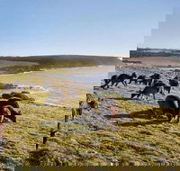 Kangaroo Island Personal Group Tours - Accommodation Perth