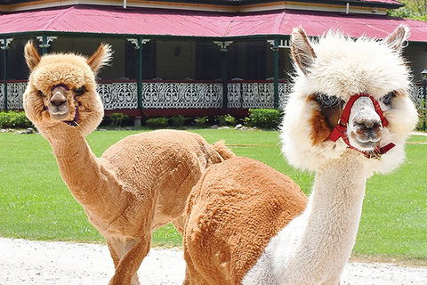 O'Reilly's & Lamington National Park From Gold Coast - Accommodation Perth 3