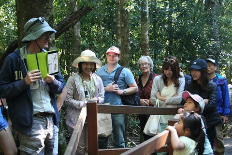 Natural Bridge Glow Worm Night Tour From Gold Coast - Accommodation Perth 4