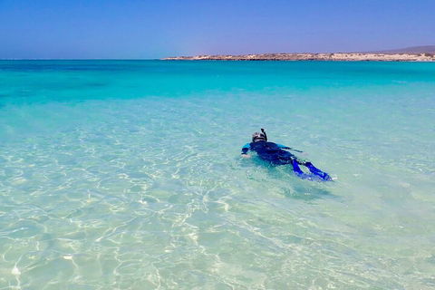 Ningaloo In A Day - Full Day Hike And Snorkel Tour With Lunch - Accommodation Perth 4
