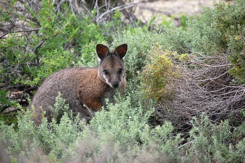Pink Lake + Abrolhos Islands Nature Tour - Accommodation Perth 1