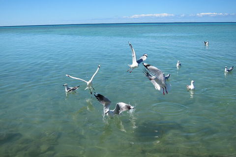 Pink Lake + Abrolhos Islands Nature Tour - Accommodation Perth 5