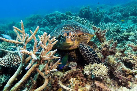 Great Barrier Reef Day Cruise From Cairns Including Snorkeling And Marine Biologist Presentation - Accommodation Perth 4