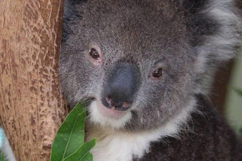 All Inclusive Blue Mountains Small-Group Day Trip From Sydney - Accommodation Perth 1