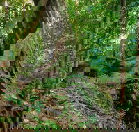 Private Daintree Mossman Gorge Exclusive Nature and Wildlife Focus - Accommodation Perth