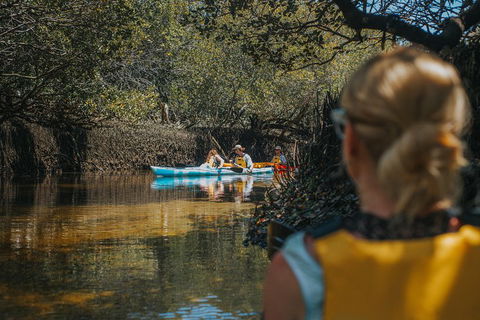 Kayak Tour In Adelaide Dolphin Sanctuary - Accommodation Perth 0