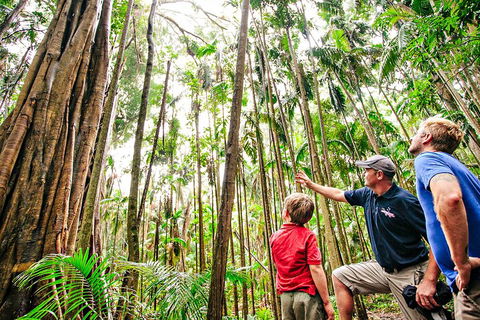 Natural Bridge & Springbrook Waterfalls Tour + Hot Air Balloon With Breakfast - Accommodation Perth 5