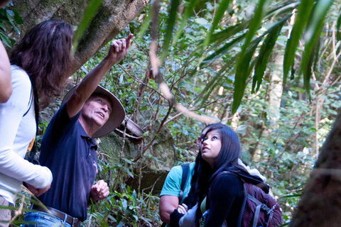 Natural Bridge & Springbrook Waterfalls Tour - Accommodation Perth 4