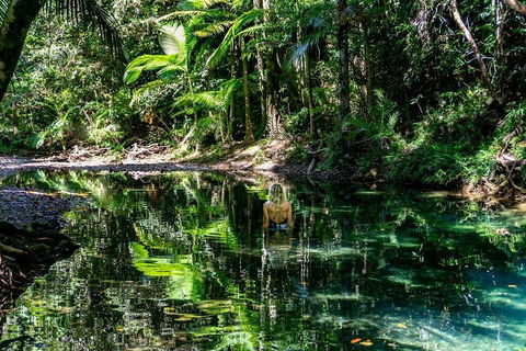 Daintree And Cape Tribulation Full Day Guided Tour - Accommodation Perth 1