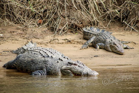 Daintree And Cape Tribulation Full Day Guided Tour - Accommodation Perth 3