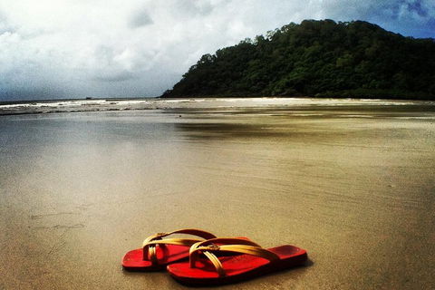 Daintree And Cape Tribulation Full Day Guided Tour - Accommodation Perth 4