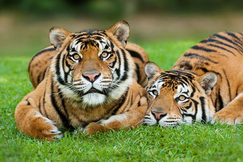 The Ultimate Gold Coast Attractions Pass - Accommodation Perth 2