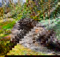 Cradle Mountain National Park Day Tour from Launceston - Accommodation Perth