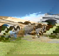 Bonorong Wildlife Park and Richmond Afternoon Tour from Hobart - Accommodation Perth