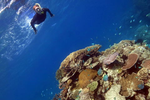 Silverswift Outer Great Barrier Reef Dive And Snorkel Cruise From Cairns - Accommodation Perth 3