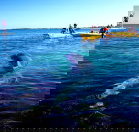 Penguin and Seal Islands Sea Kayaking Experience - Accommodation Perth
