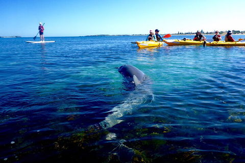 Penguin And Seal Islands Sea Kayaking Experience - Accommodation Perth 0