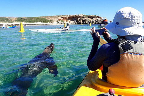 Penguin And Seal Islands Sea Kayaking Experience - Accommodation Perth 2