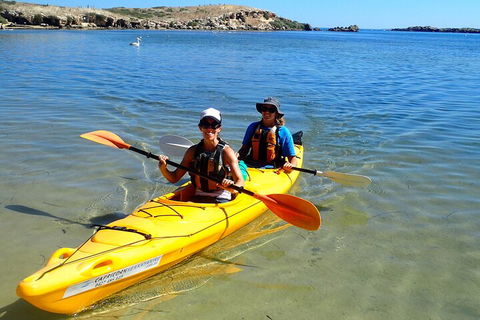 Penguin And Seal Islands Sea Kayaking Experience - Accommodation Perth 5