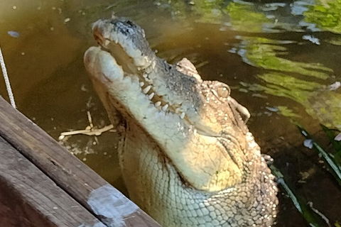 Litchfield Park Adventures And Jumping Crocodile Cruise + Butterfly Farm - Accommodation Perth 5