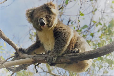 Kangaroo Island Scenic Trail Tour - Accommodation Perth 2