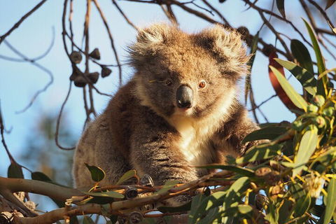 2-Hour Koala Walking Tour In Kangaroo Island - Accommodation Perth 0