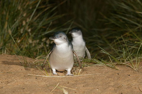 Phillip Island Penguin, Brighton Beach, Moonlit Sanctuary From Melbourne - Accommodation Perth 2