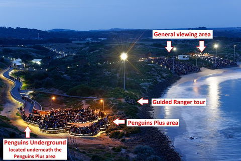Phillip Island Penguin, Brighton Beach, Moonlit Sanctuary From Melbourne - Accommodation Perth 4