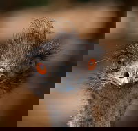Currumbin Wildlife Sanctuary General Entry Ticket - Accommodation Perth