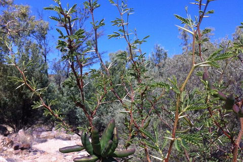 West MacDonnell Private Tour With Transfer - Accommodation Perth 5