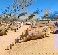 West MacDonnell Ranges Half-Day Small-Group Tour with Camel Ride - Accommodation Perth