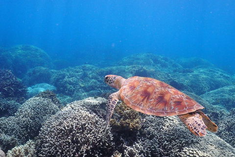 Calypso Outer Great Barrier Reef Cruise From Port Douglas - Accommodation Perth 2